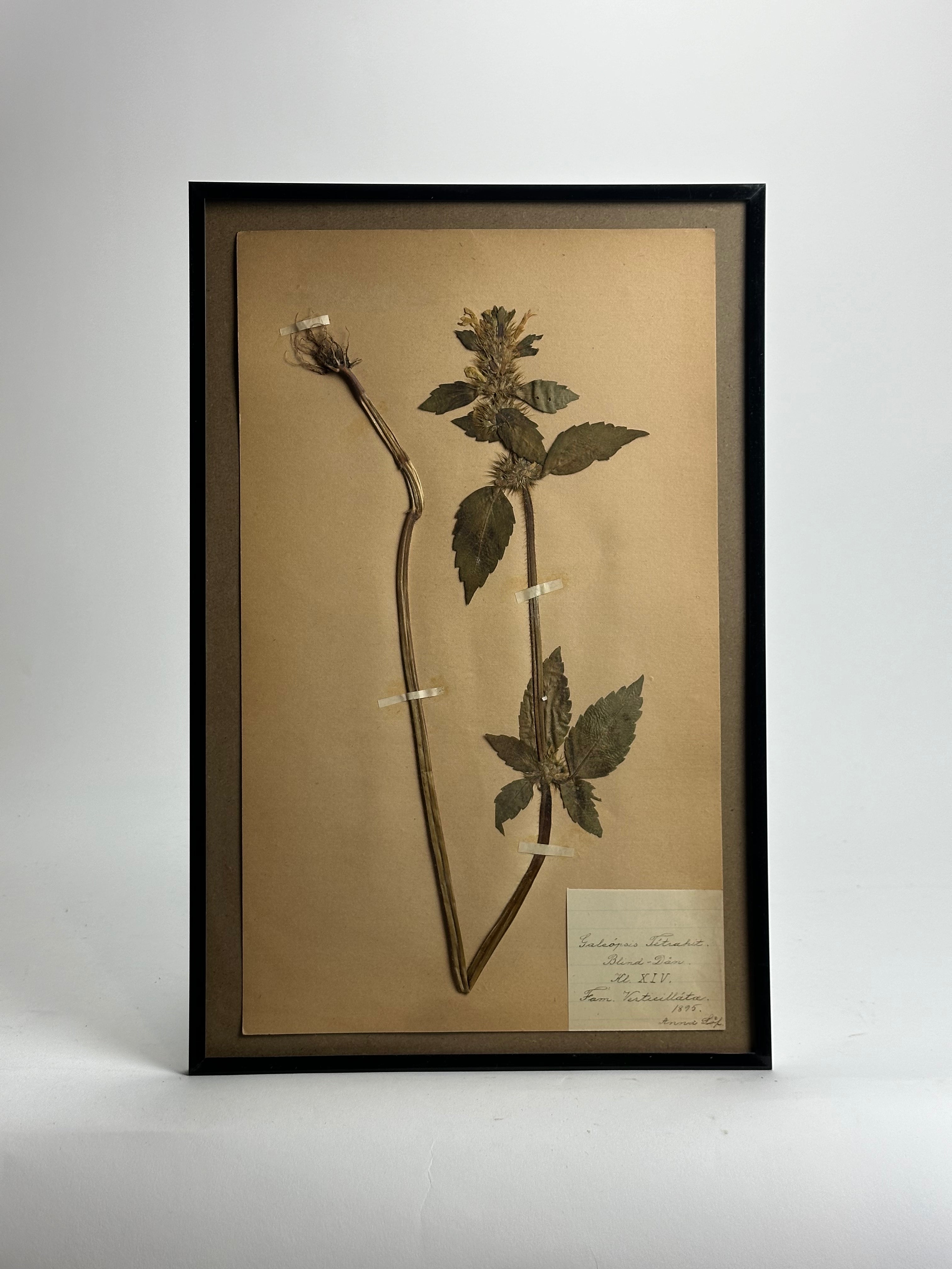 1890s Herbarium