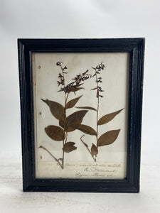 Herbarium