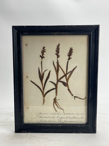 Herbarium