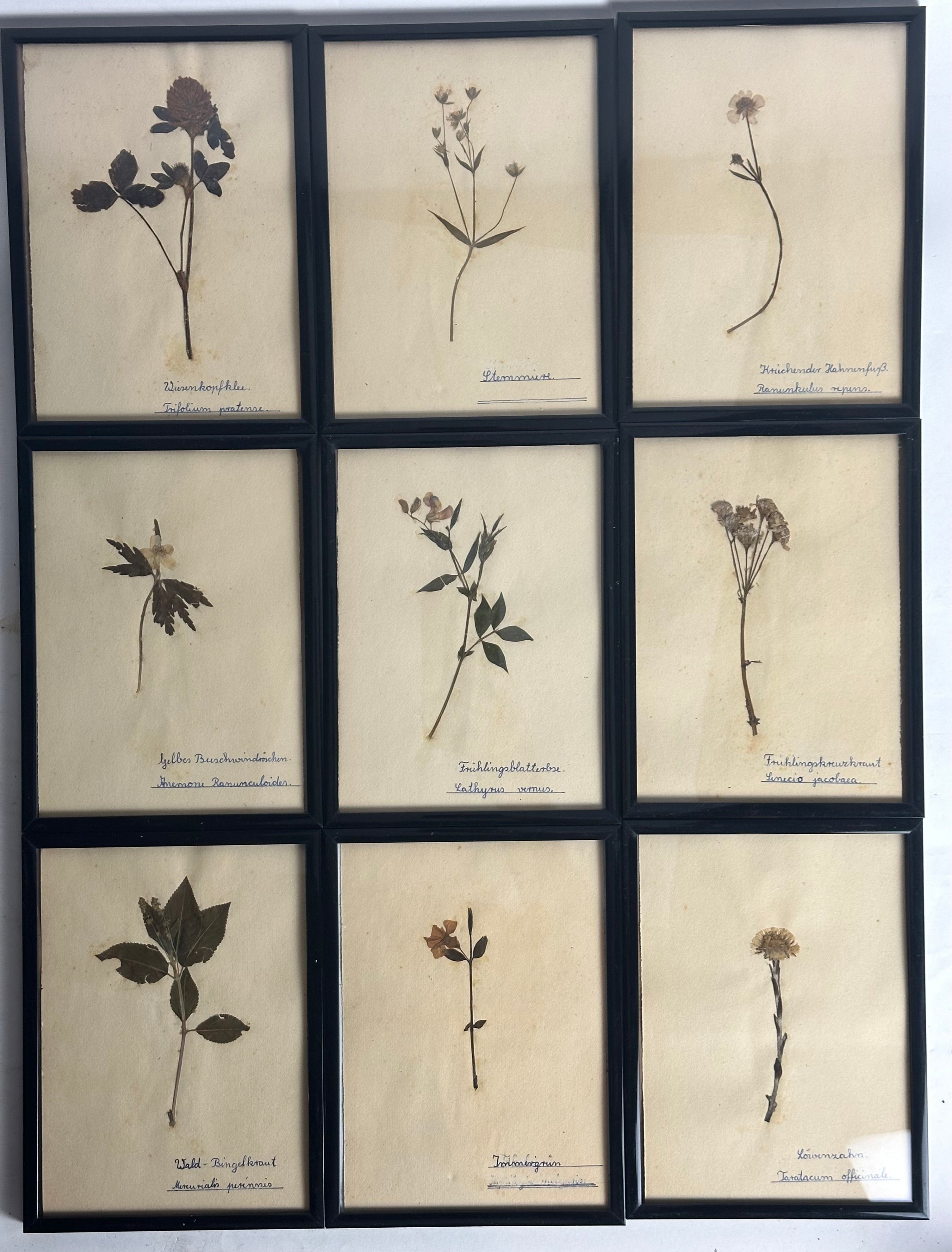 German Herbarium