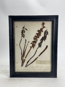 Herbarium