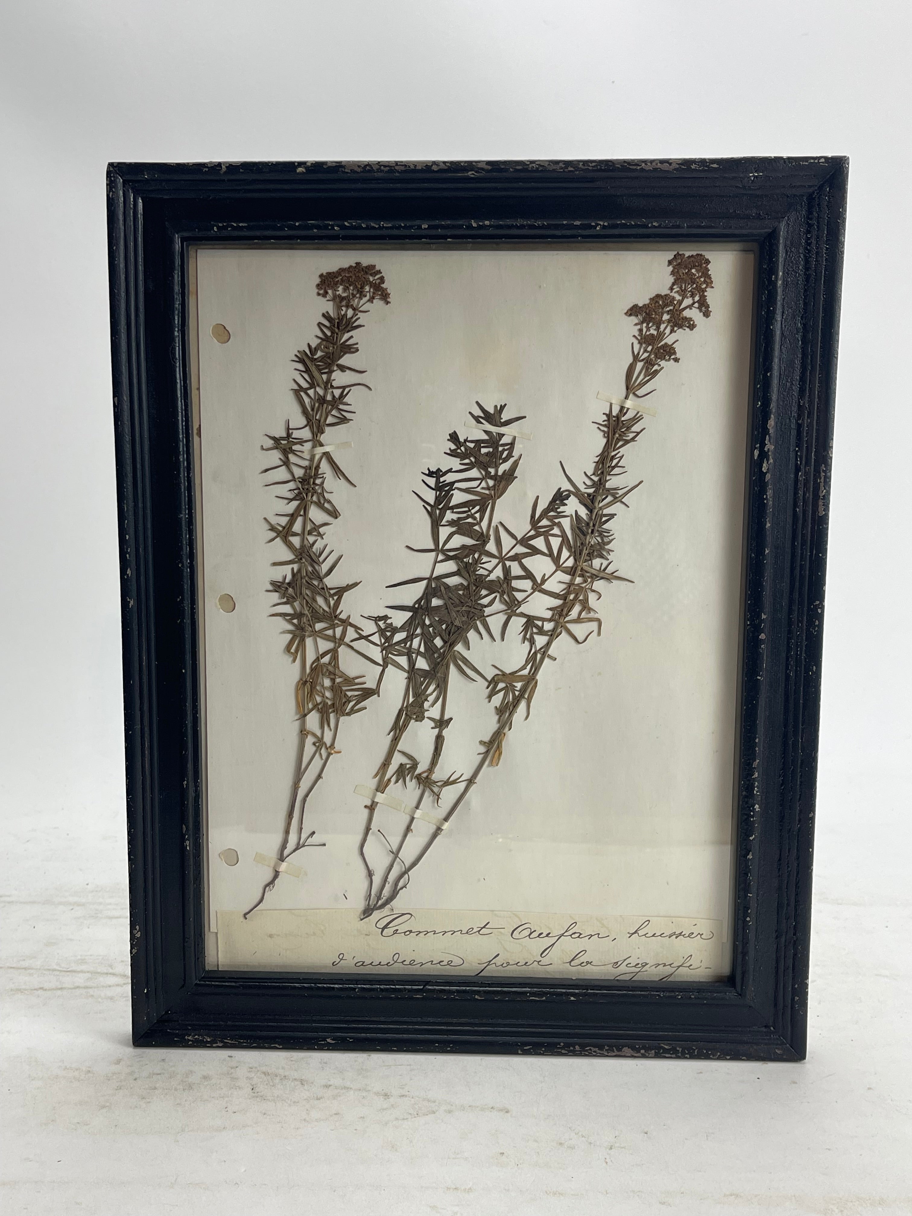 Herbarium