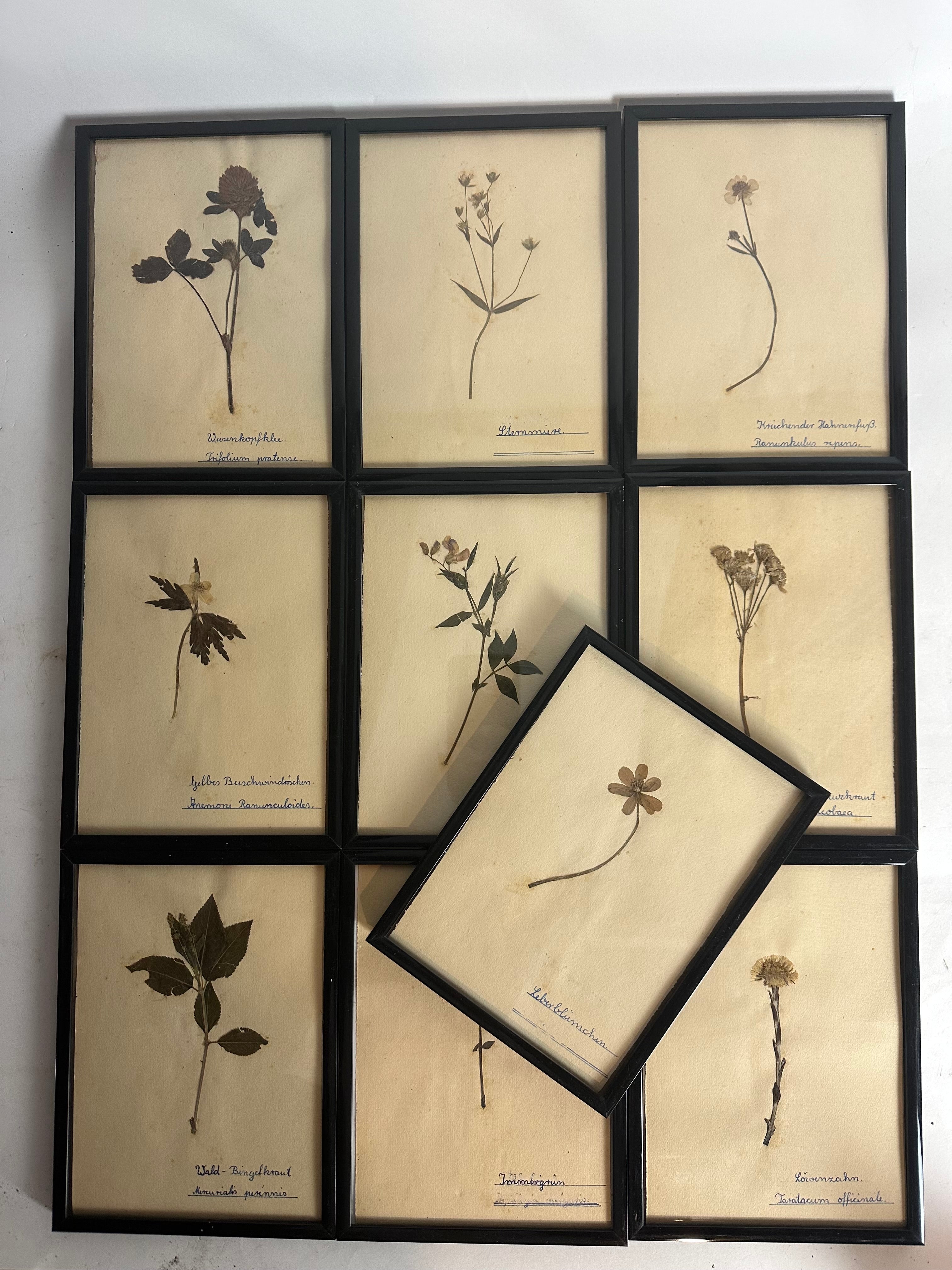 German Herbarium