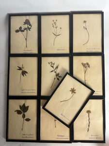 German Herbarium