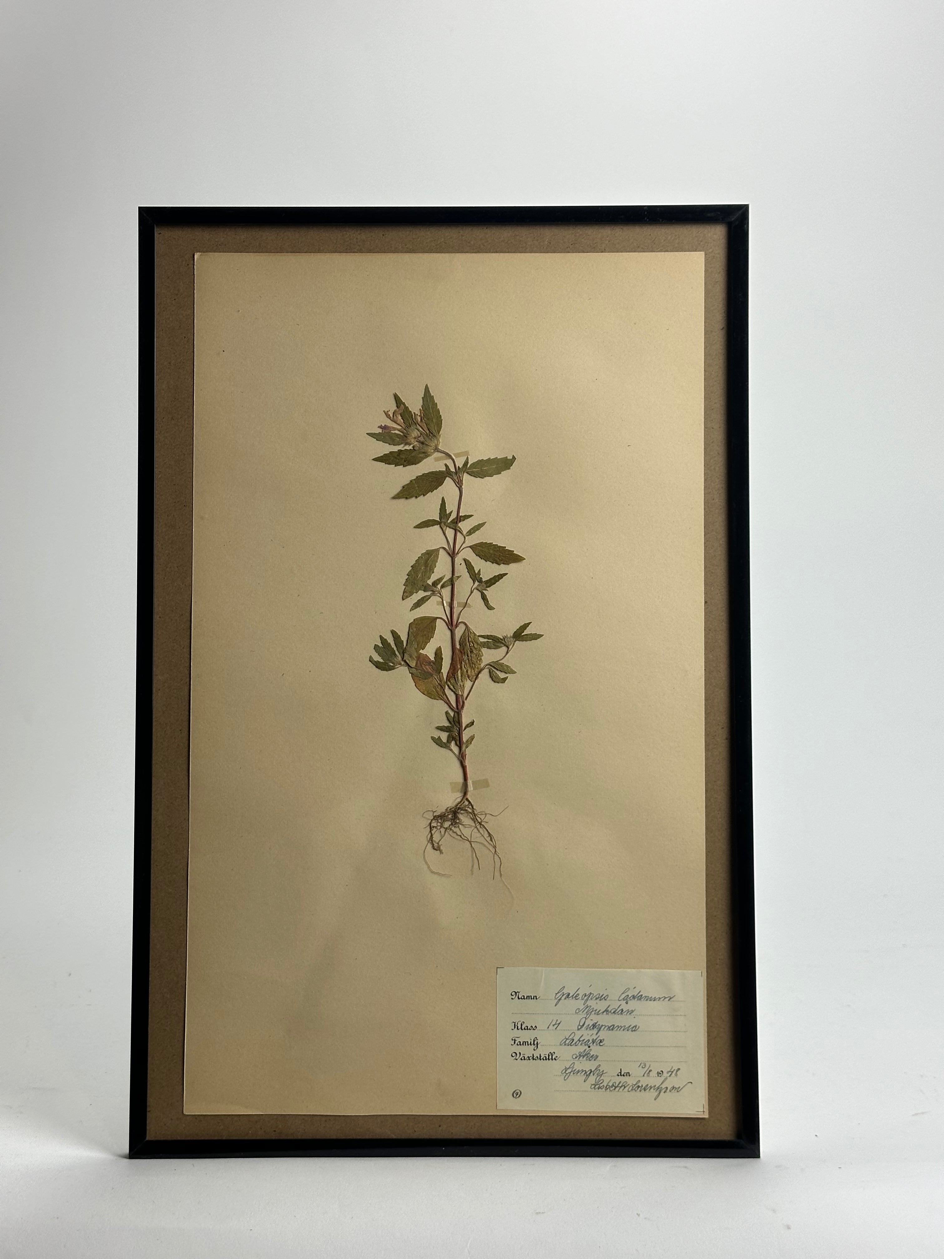1940s Herbarium