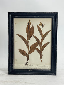 Herbarium