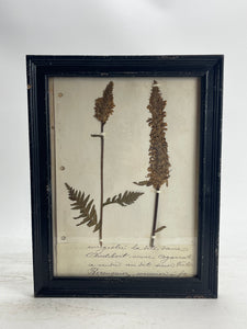 Herbarium