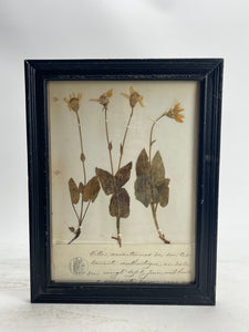 Herbarium