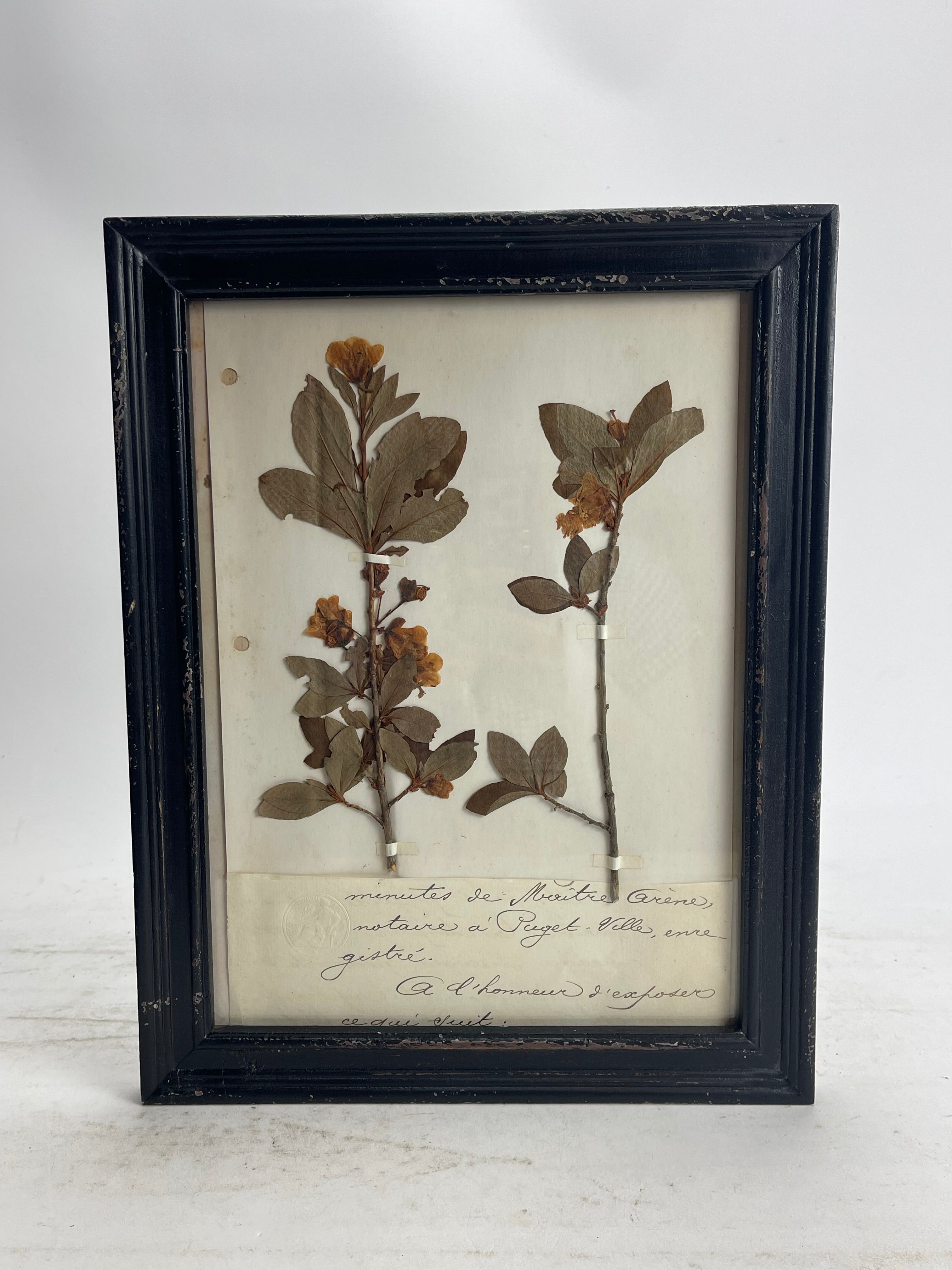 Herbarium