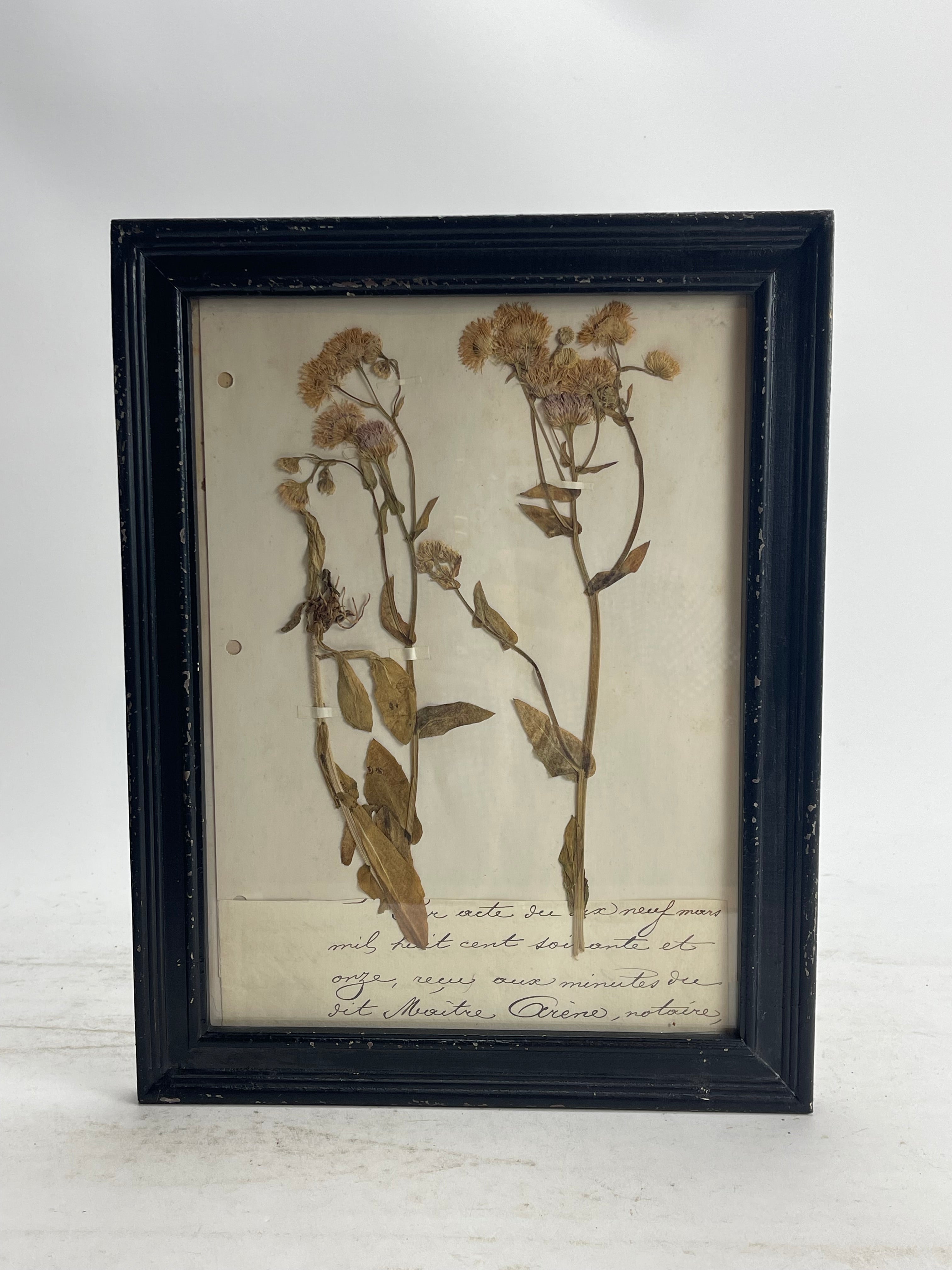 Herbarium