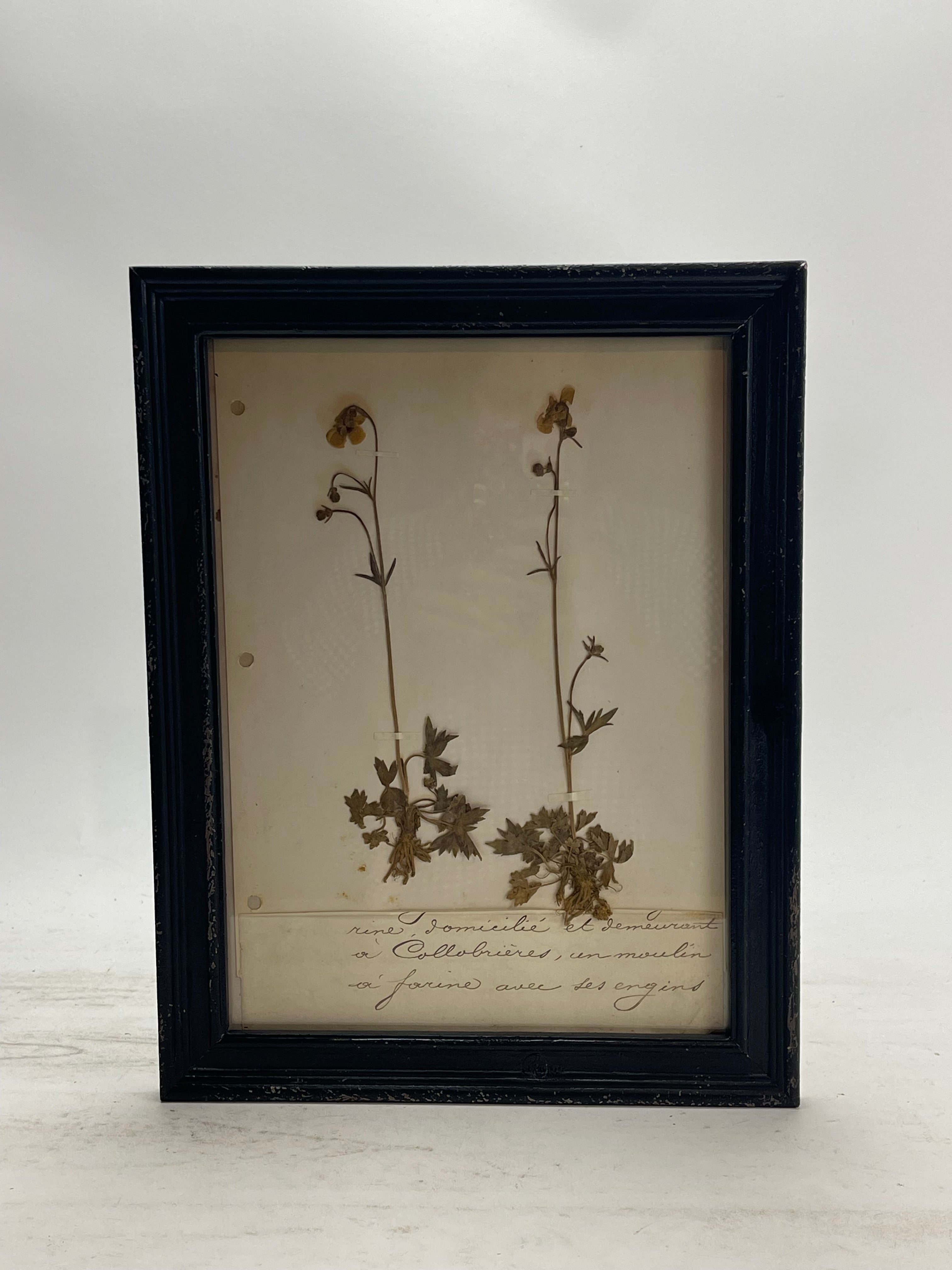 Herbarium