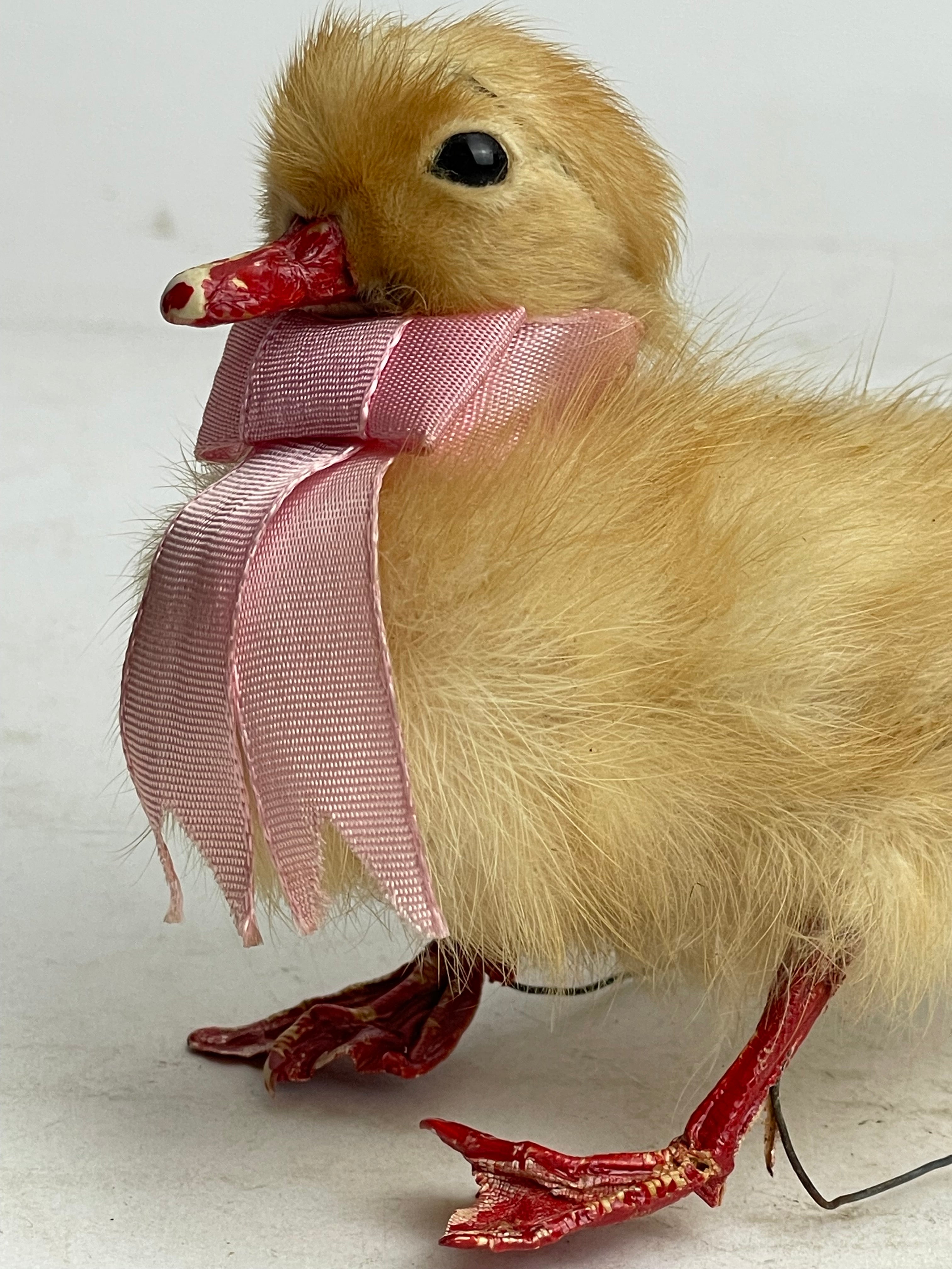 Duckling