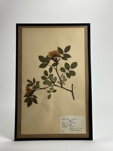 1940s Herbarium