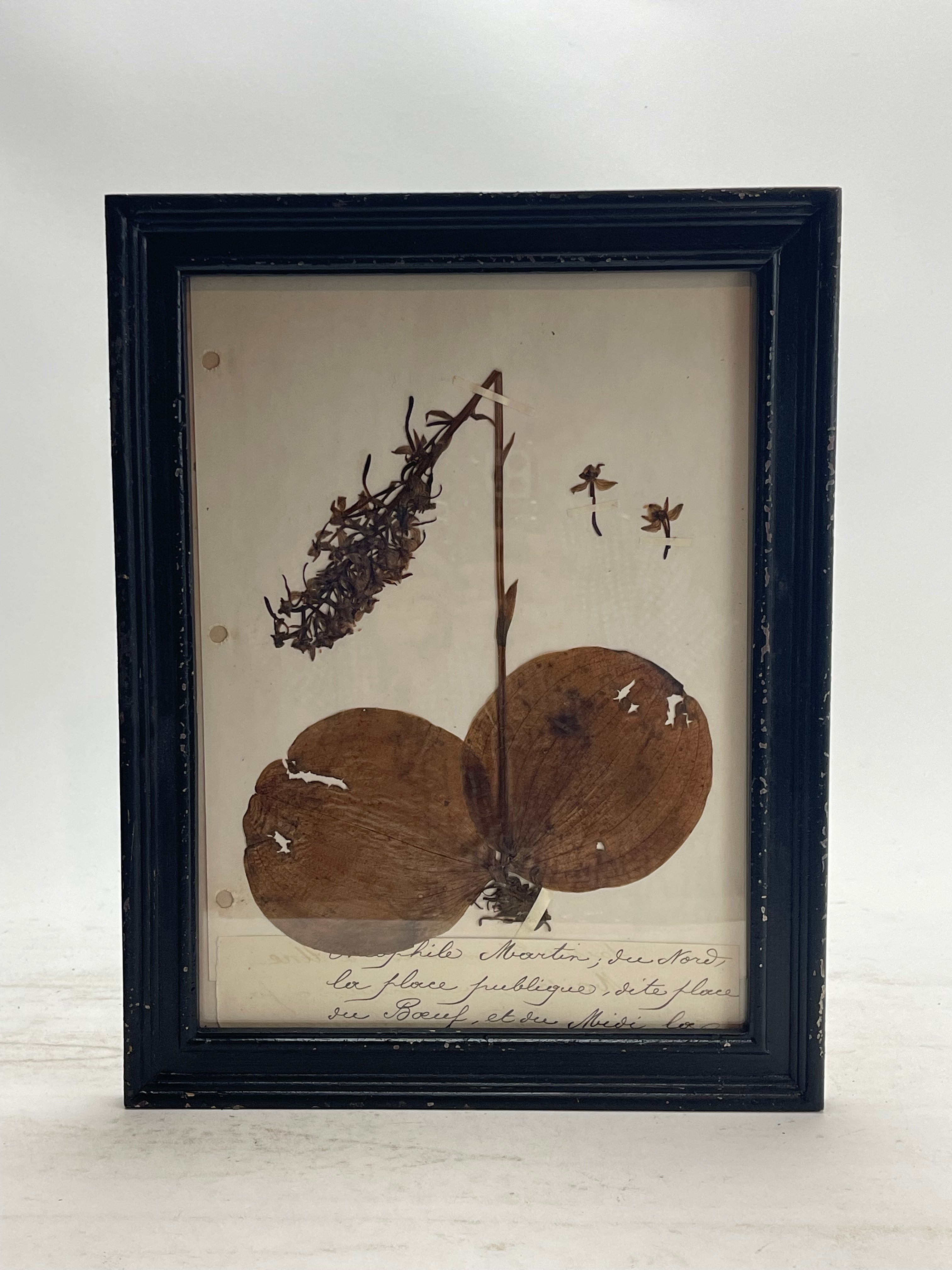 Herbarium