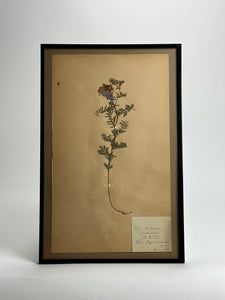 1890s Herbarium