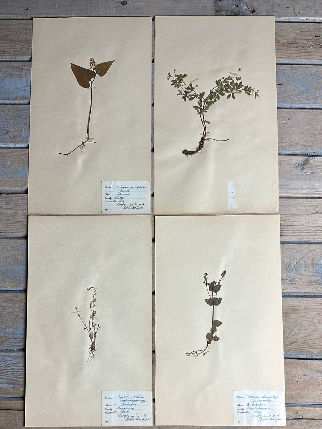 Vintage Herbarium