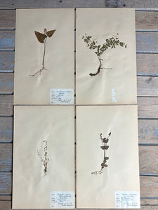 Vintage Herbarium