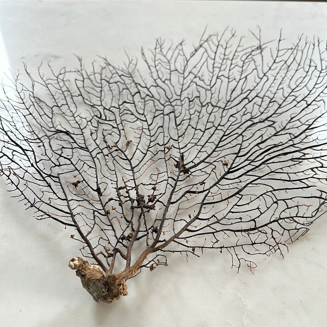 Sea Fan