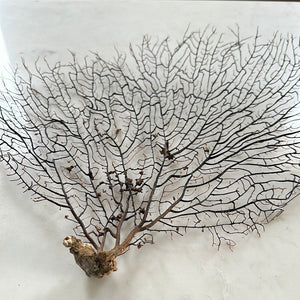 Sea Fan