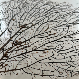 Sea Fan